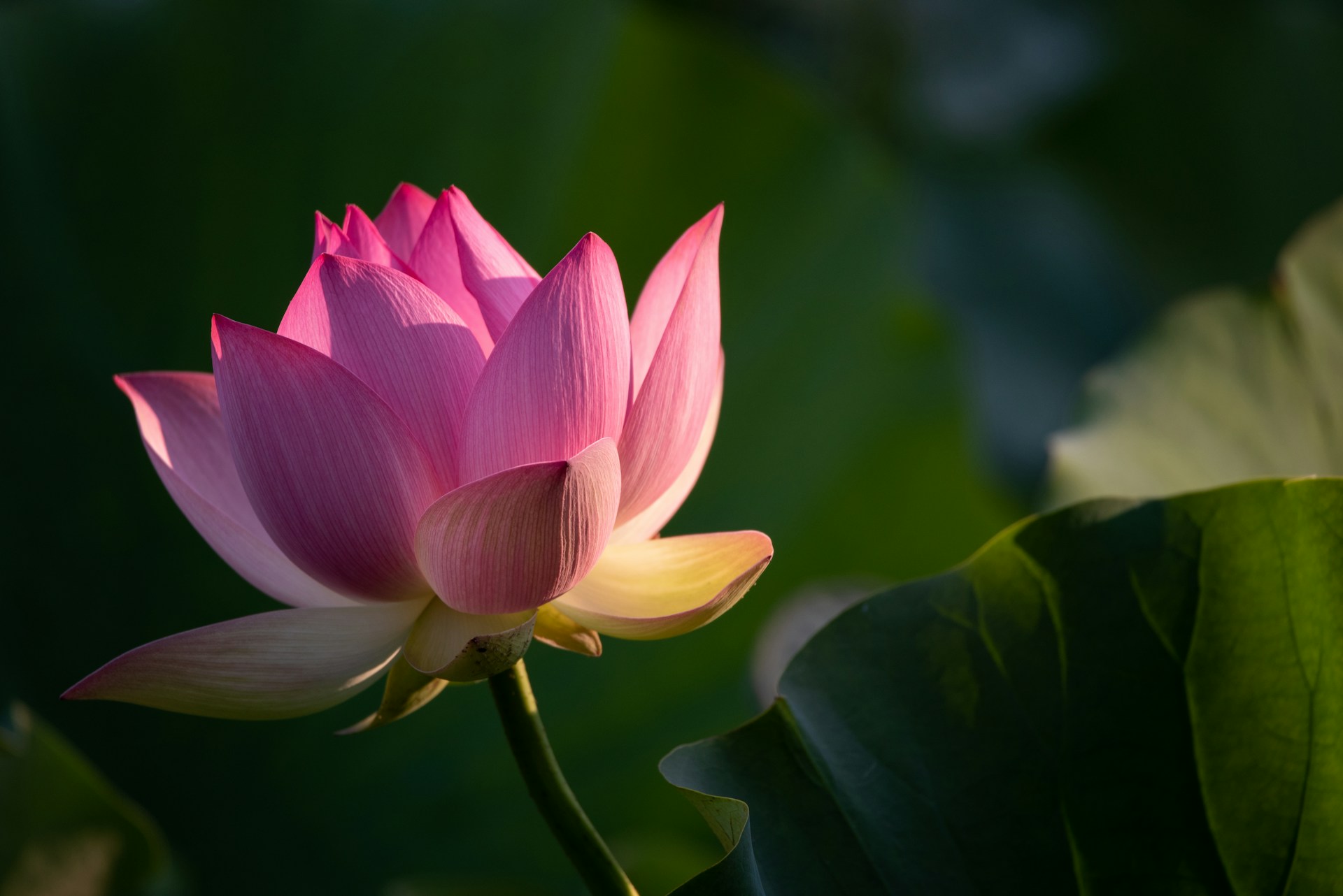 Pink lotus flower in the sun